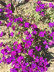 Aubrieta deltoidea