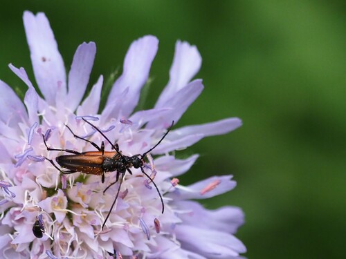 Black-striped Longhorn Beetle