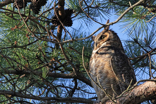 Great Horned Owl photographed in Rhode Island