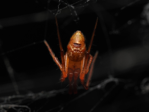 Parasteatoda lunata
