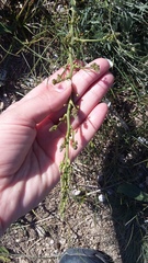 Asparagus verticillatus