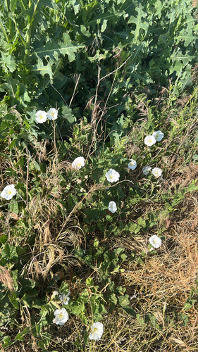 field bindweed