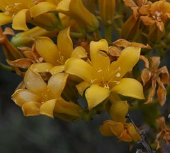 Tylecodon cacalioides