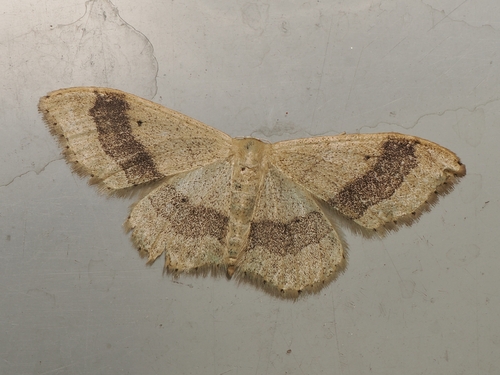Riband Wave