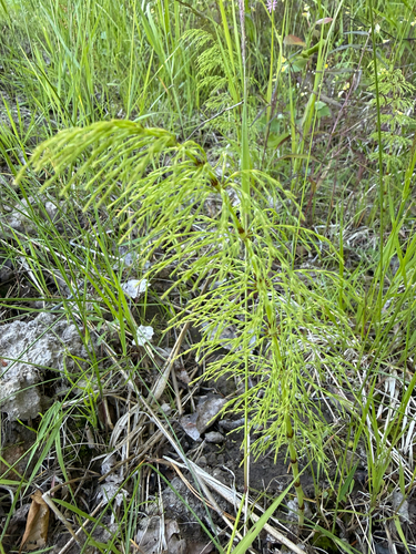 wood horsetail