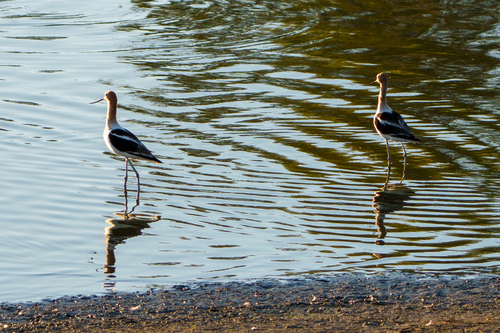 iNaturalist observation photo of American Avocet