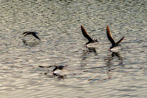 iNaturalist observation photo of Black Skimmer