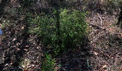 Grevillea singuliflora