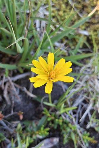 Scorzoneroides helvetica, photograph 4
