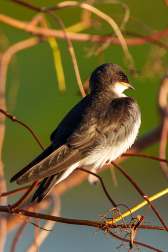 iNaturalist observation photo of Tree Swallow