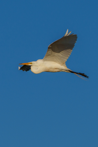 iNaturalist observation photo of Great Egret
