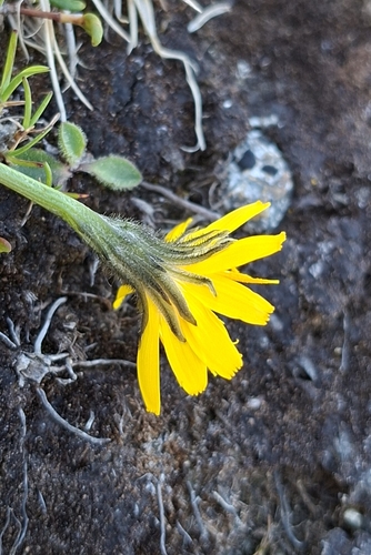 Scorzoneroides helvetica, photograph 5