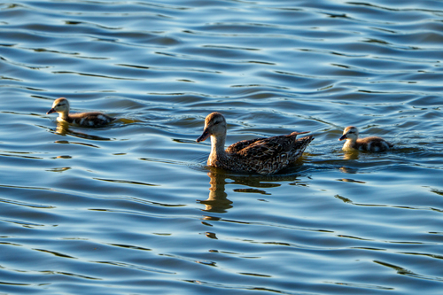 iNaturalist observation photo of Gadwall