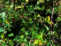 Grevillea singuliflora