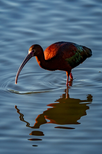 iNaturalist observation photo of White-faced Ibis
