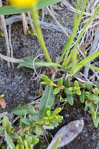 Scorzoneroides helvetica, photograph 6