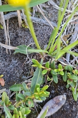 Scorzoneroides helvetica, photograph (c) Johannes S., some rights reserved (CC BY)
