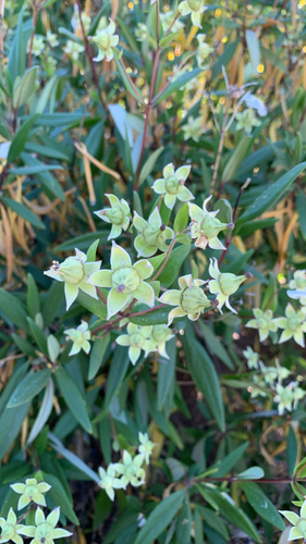 Carpenteria californica, 2026-06-21