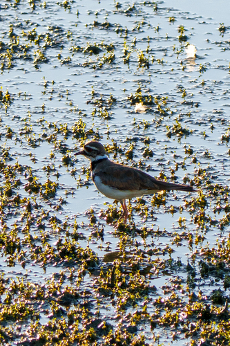 iNaturalist observation photo of Killdeer
