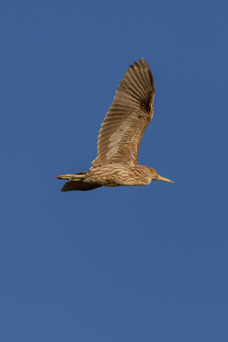 iNaturalist observation photo of Black-crowned Night Heron