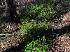 Grevillea singuliflora