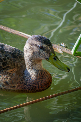 iNaturalist observation photo of Mallard