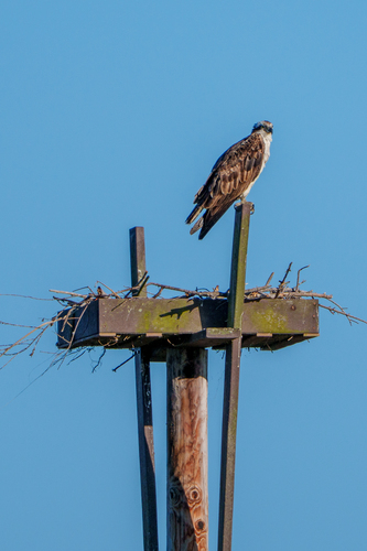 iNaturalist observation photo of Osprey