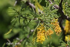 Prosopis torquata