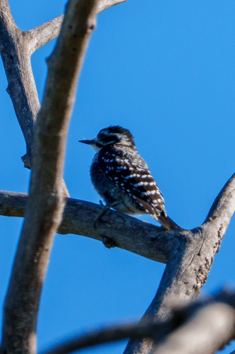 iNaturalist observation photo of Nuttall's Woodpecker