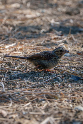iNaturalist observation photo of Song Sparrow