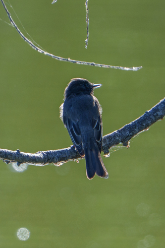 iNaturalist observation photo of Black Phoebe