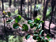 Grevillea singuliflora