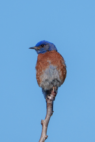 iNaturalist observation photo of Western Bluebird