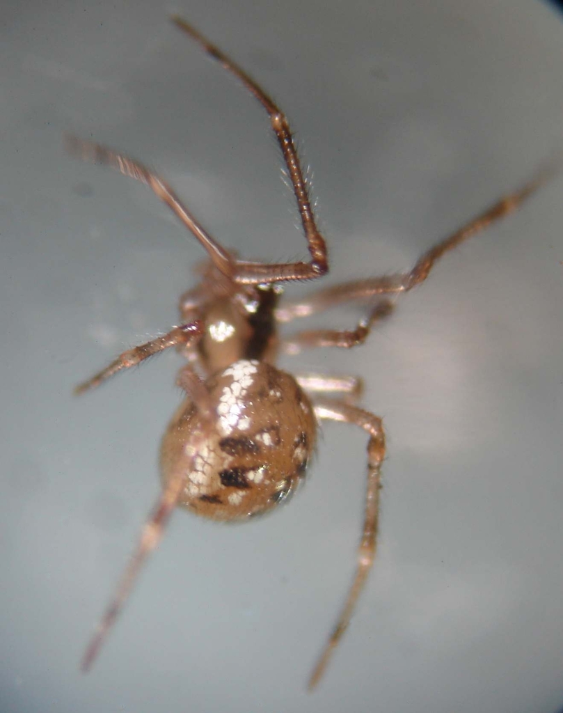Common six-spotted cobweaver