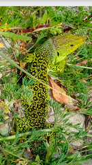 Timon lepidus ibericus