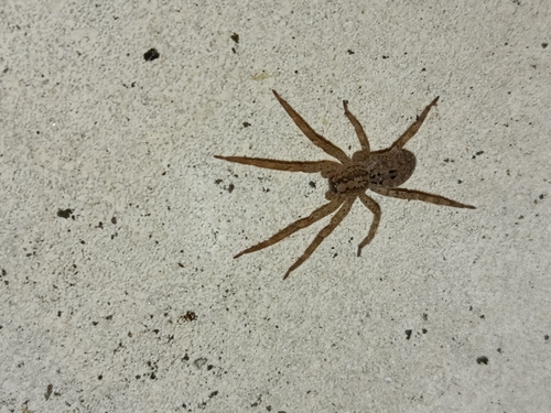 Mediterranean Spiny False Wolf Spider
