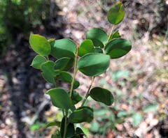 Grevillea singuliflora
