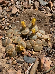 Lithops lesliei