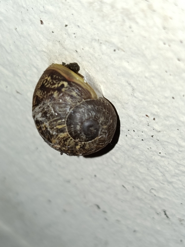 Garden Snail