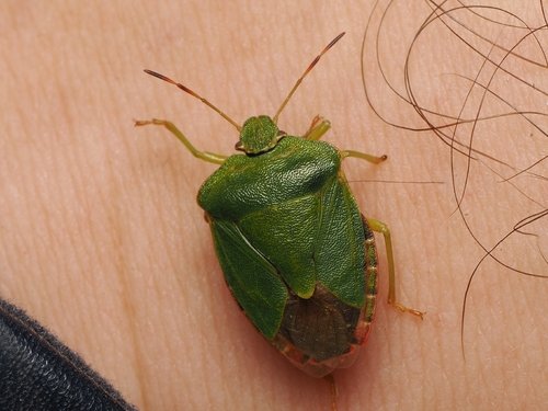 Green Shield Bug