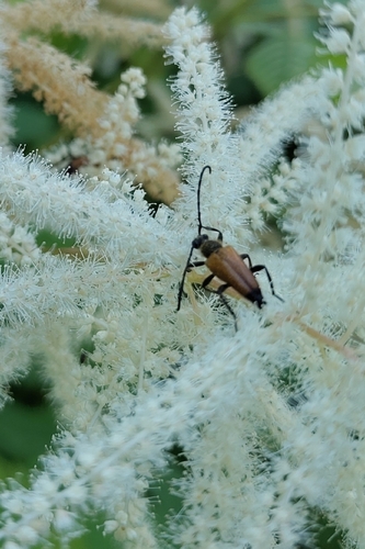 tawny longhorn beetle, Voerendaal, NL-LI, NL, photo 5 of 10