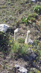 Asphodeline taurica
