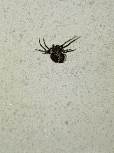 Walnut Orbweaver