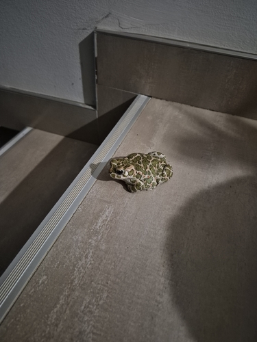 Green Toad