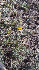 Genista albida