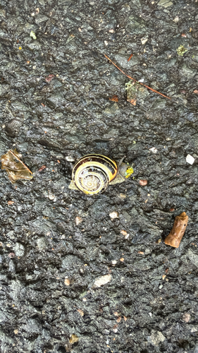 Brown-lipped Snail