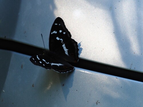 Purple Emperor