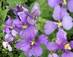 Orychophragmus violaceus