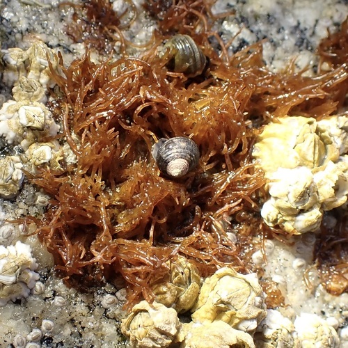 Gloiopeltis furcata observed 2026-06-16