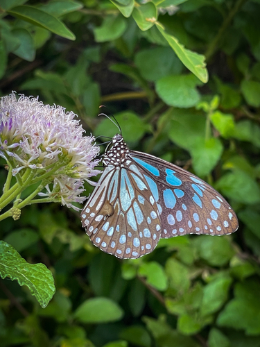 Blue Tiger
